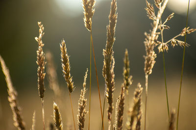 Close-up of stalks in field against blurred background