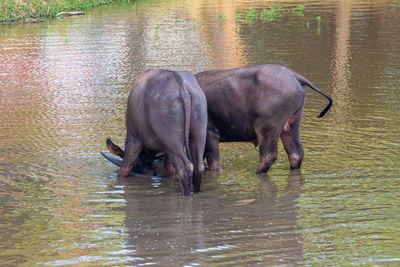 Horse drinking water in lake