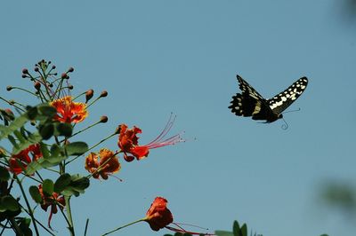 Butterfly flying by flowers against sky