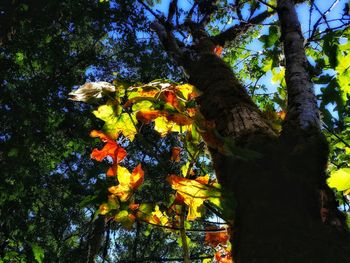 Low angle view of trees