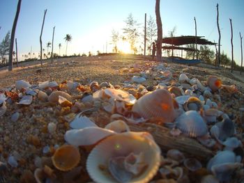Surface level of shells on beach against sky