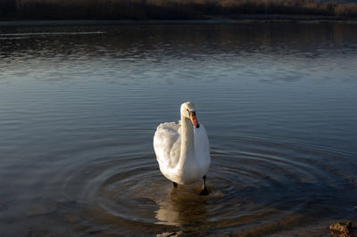 White swan onlake shore. swan on beach. swan on shore