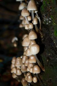 Close-up of mushrooms growing on tree trunk