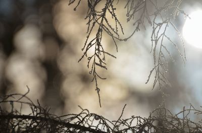 Close-up of snow covered plants against sky