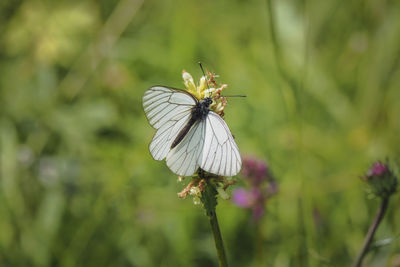 Close-up of butterfly pollinating on flower