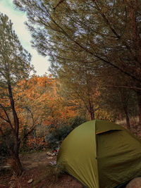 Tent in forest during autumn