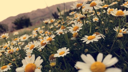 Close-up of flowering plants on field