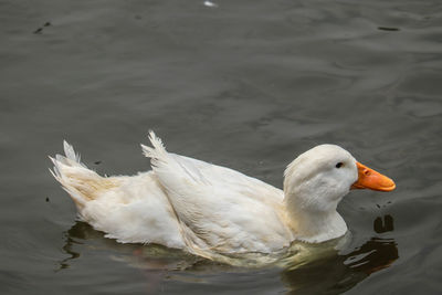 High angle view of swan swimming in lake