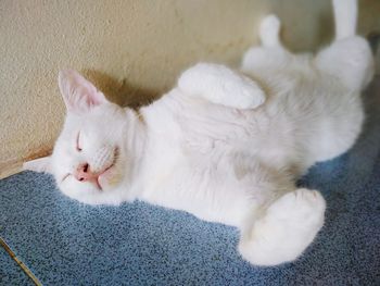 High angle view of cat sleeping