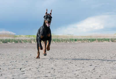 Dog running in a field