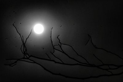 Low angle view of silhouette tree against sky at night