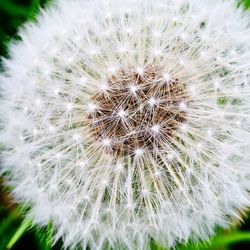 Close-up of dandelion on plant