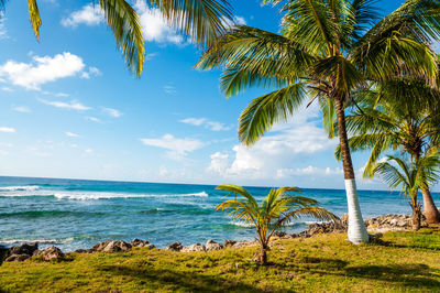 Palm trees growing on grassy field by sea against sky