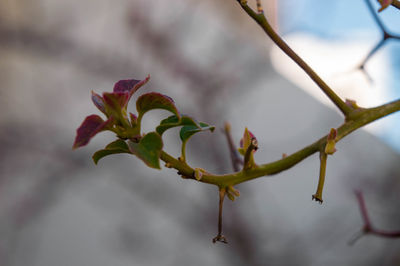 Close-up of plant growing outdoors