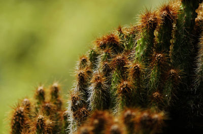 Close-up of cactus plant