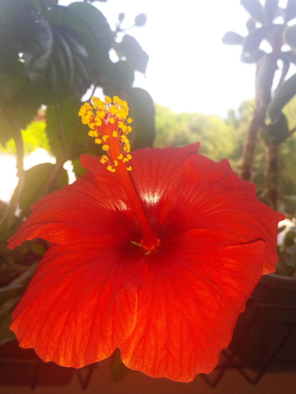 CLOSE-UP OF RED LILY FLOWER