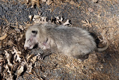 High angle view of animal sleeping on land