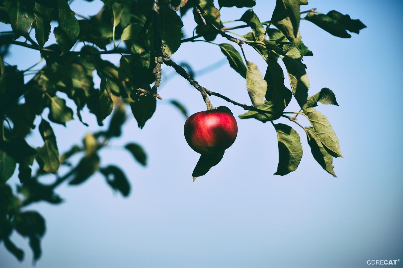 healthy eating, fruit, red, food, plant part, leaf, plant, food and drink, tree, freshness, sky, nature, growth, green color, low angle view, wellbeing, day, no people, branch, apple - fruit, outdoors, ripe