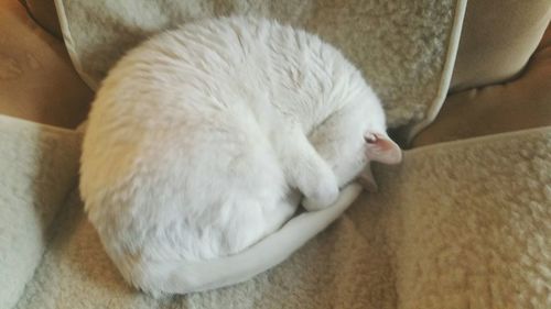 Close-up of cat relaxing on sofa at home