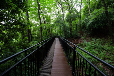 Footbridge amidst trees in forest