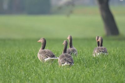 Grey geese on green field