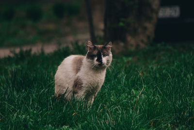 Portrait of a cat on field