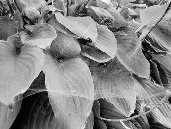 Full frame shot of flowering plants