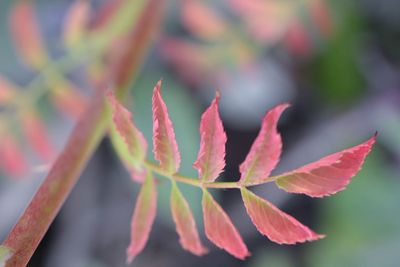 Close-up of plant