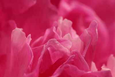 Close-up of pink rose