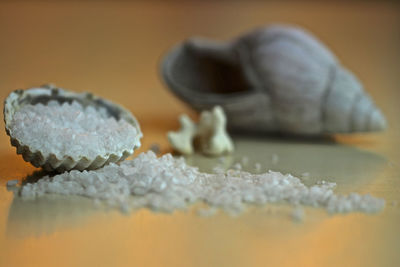 Close-up of shell on the table