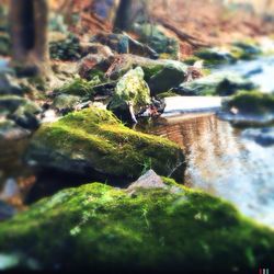 Stream flowing through rocks in forest