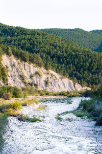 Scenic view of river amidst trees against sky