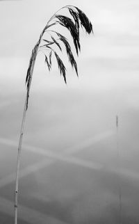 Close-up of leaf against sky