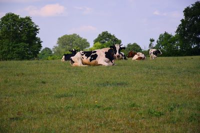 Cows in a field