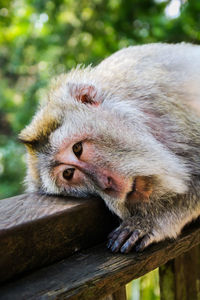 Close-up of monkey