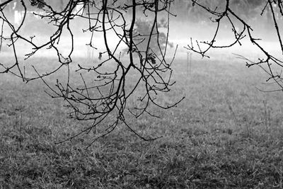 Bare tree on landscape against sky