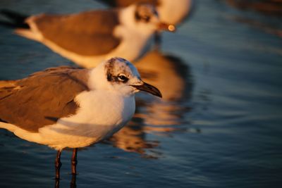 Close-up of bird