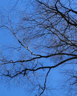 Low angle view of bare tree against blue sky