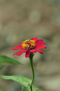 Close-up of red flower