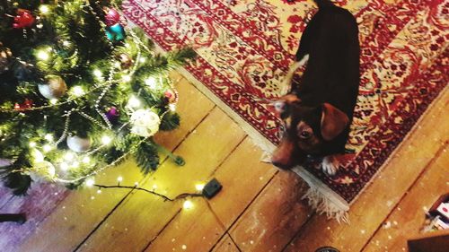 High angle view of cat sitting on floor at home