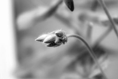 Close-up of insect on flower