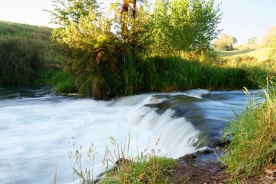 Scenic view of river stream amidst trees