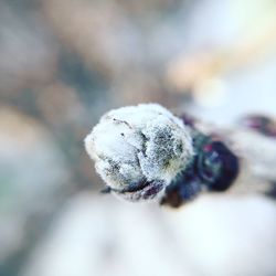 Close-up of plant against blurred background