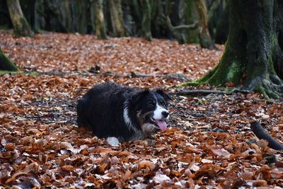 Border collie dog lay on forest floor in autumn