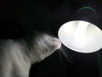 Close-up of a cat drinking water