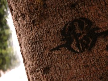 Close-up of tree trunk