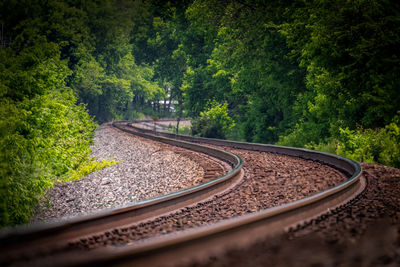 Surface level of railroad track amidst trees in forest