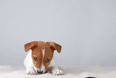 Jack russel terrier puppy dog lies on gray background