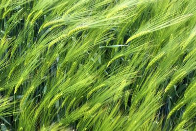 Beautiful and detailed close up view on crop and wheat field textures in northern europe