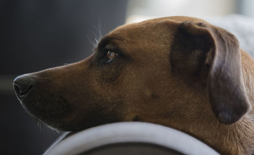 Close-up of rhodesian ridgeback